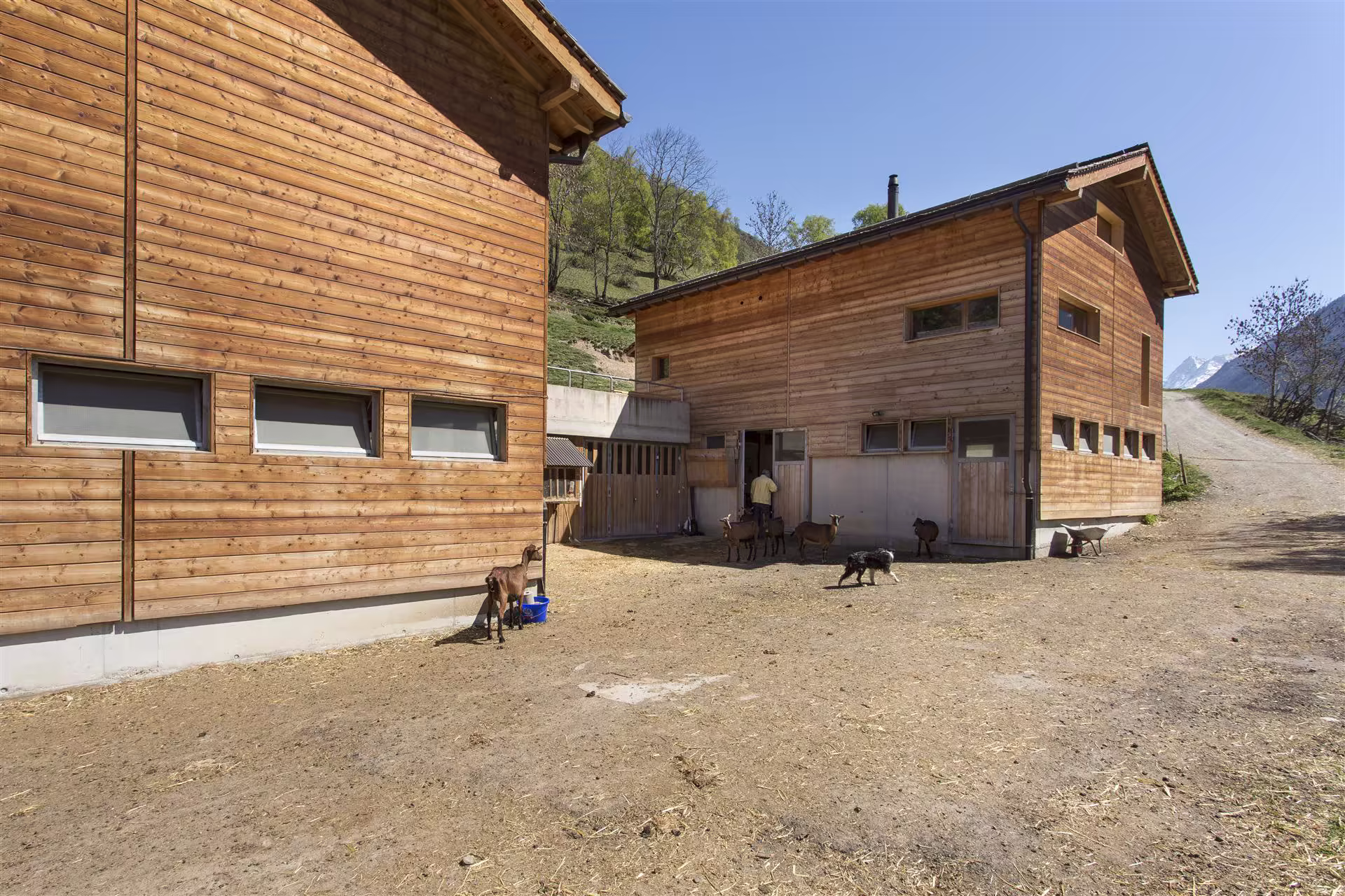Deux bâtiments en bois avec un homme, plusieurs chèvres et un chien dans la cour ensoleillée d'une ferme en montagne.