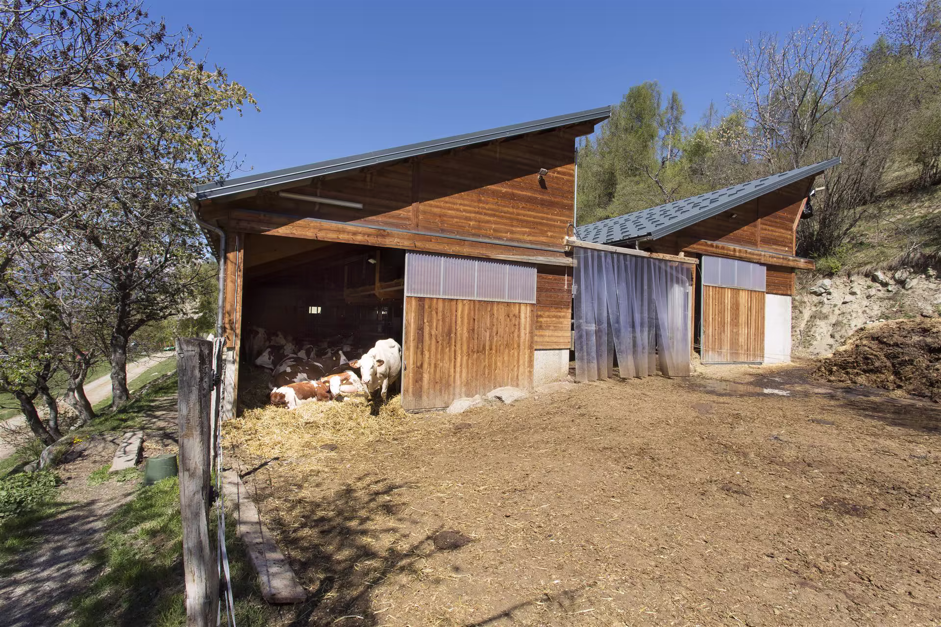 Étable en bois avec deux sections, abritant plusieurs vaches au repos sur de la paille, entourée d’arbres et terrain en terre battue.