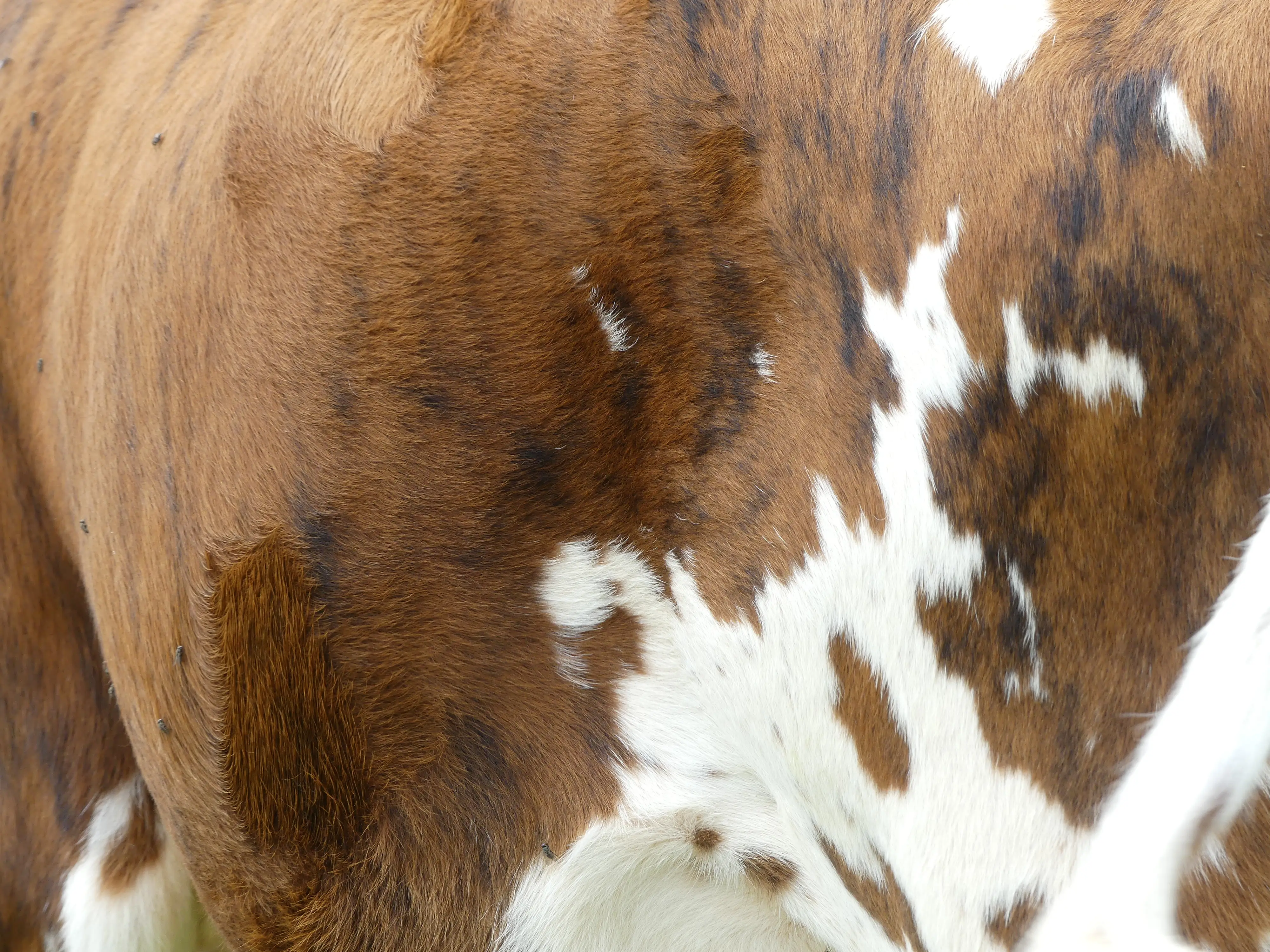Gros plan sur la robe tachetée marron et blanche d'une vache normande