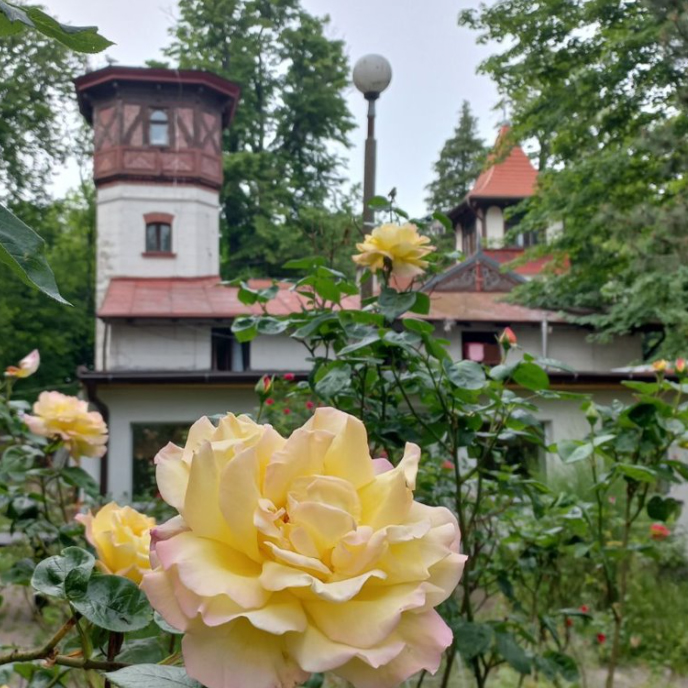 Vue sur le manoir et son jardin de roses