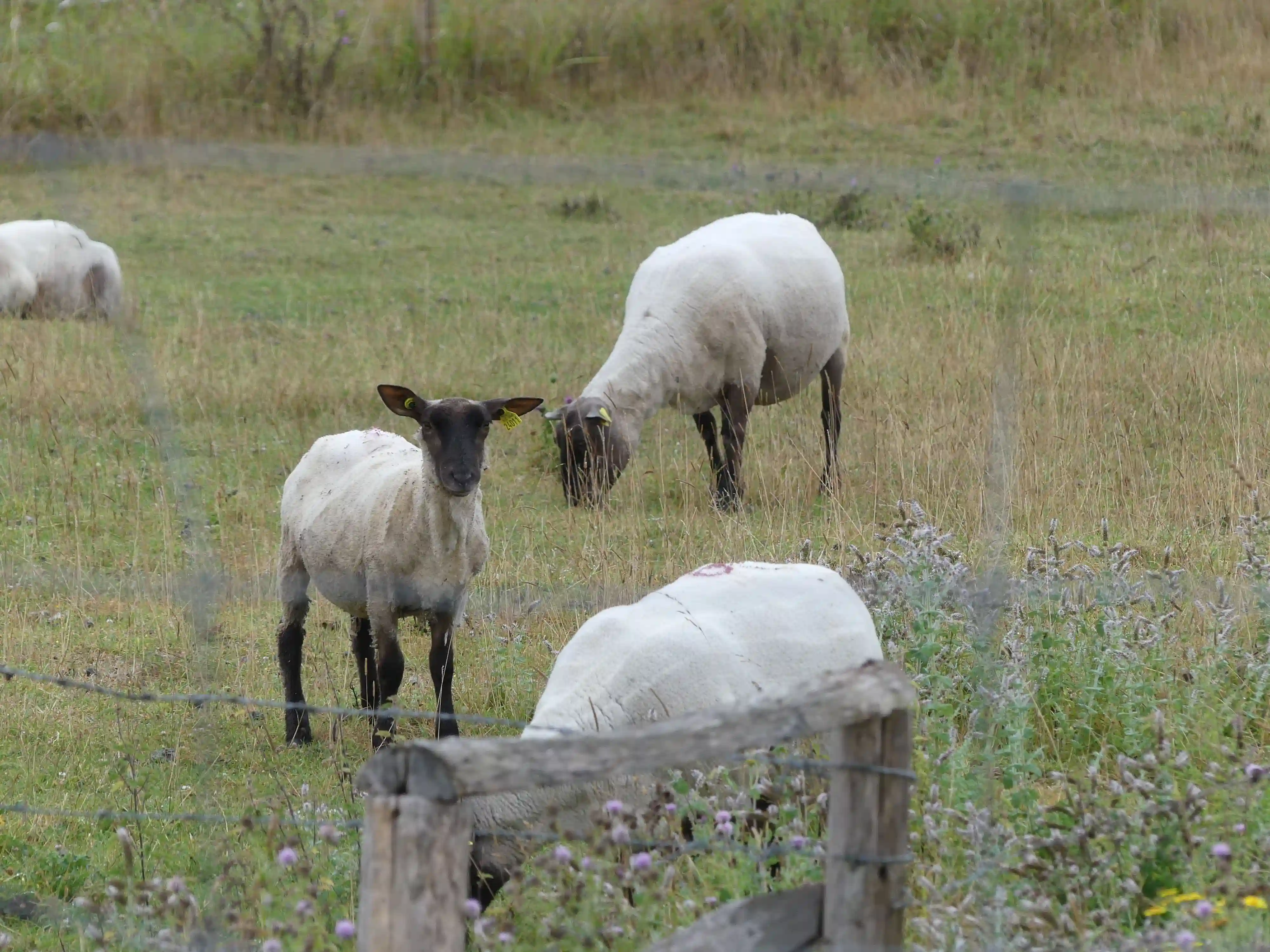 Moutons dans un prés salé lors d'une enquête de terrain menée par CORYMBE DESIGN dans la Manche