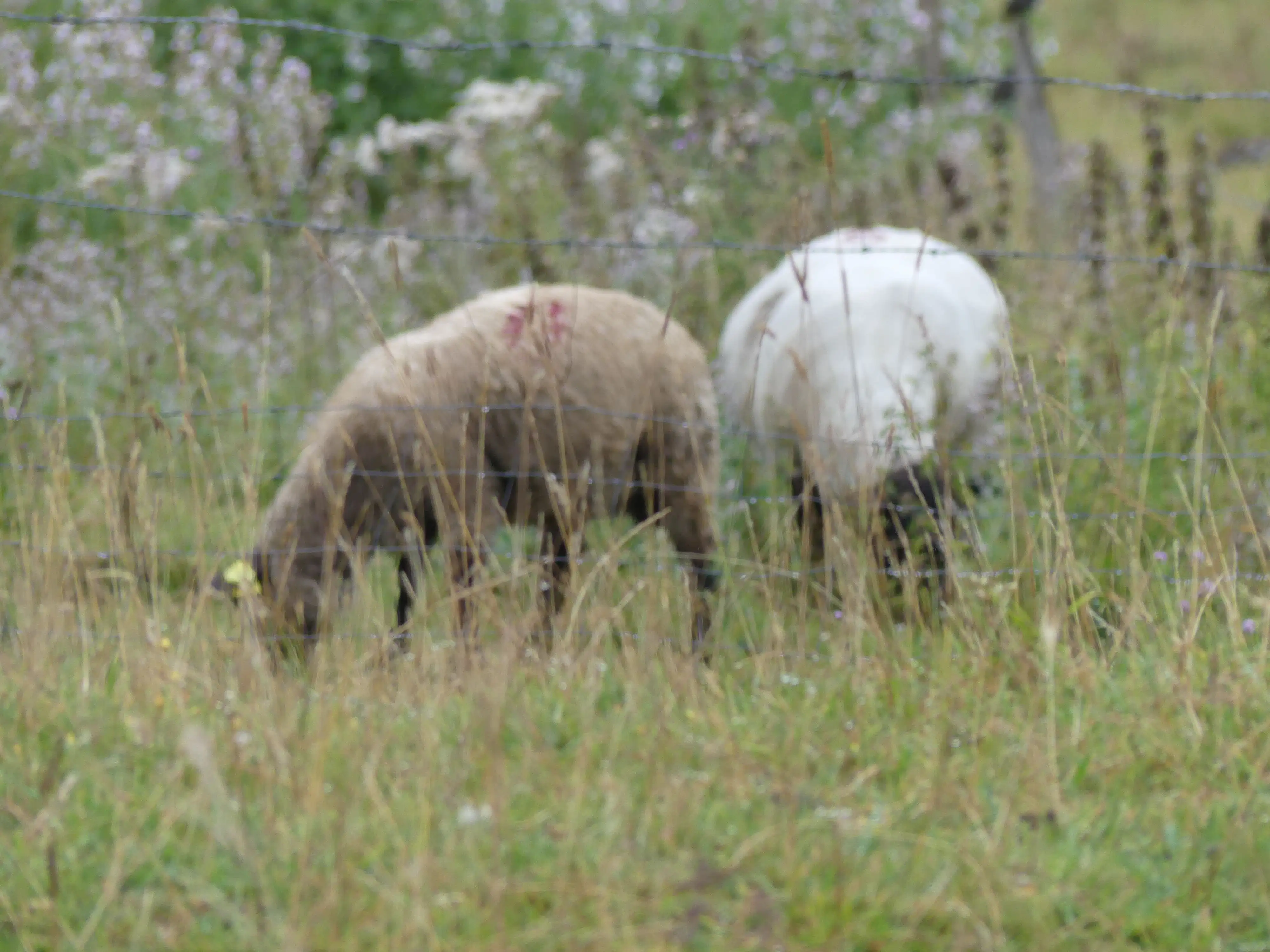 Moutons dans un prés salé lors d'une enquête de terrain menée par CORYMBE DESIGN 