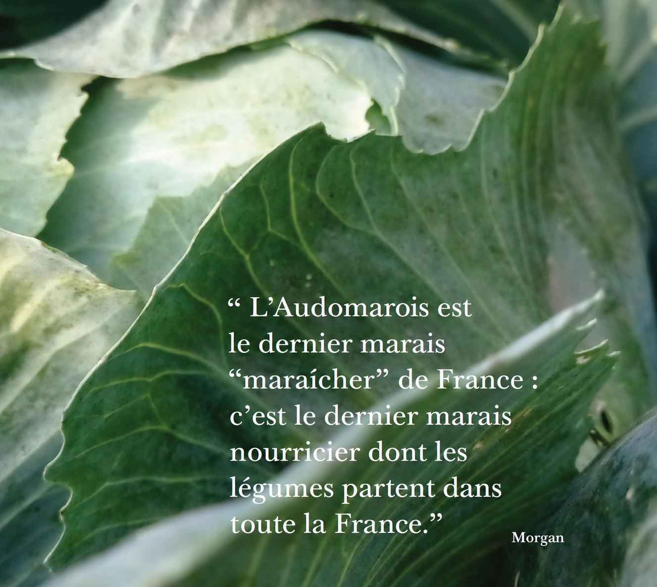 Zoom sur la texture d'un feuille de choux, accompagné d'une citation