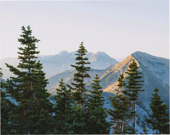 Scenic view of evergreen trees in the foreground with sunlit rocky mountains under a clear sky.