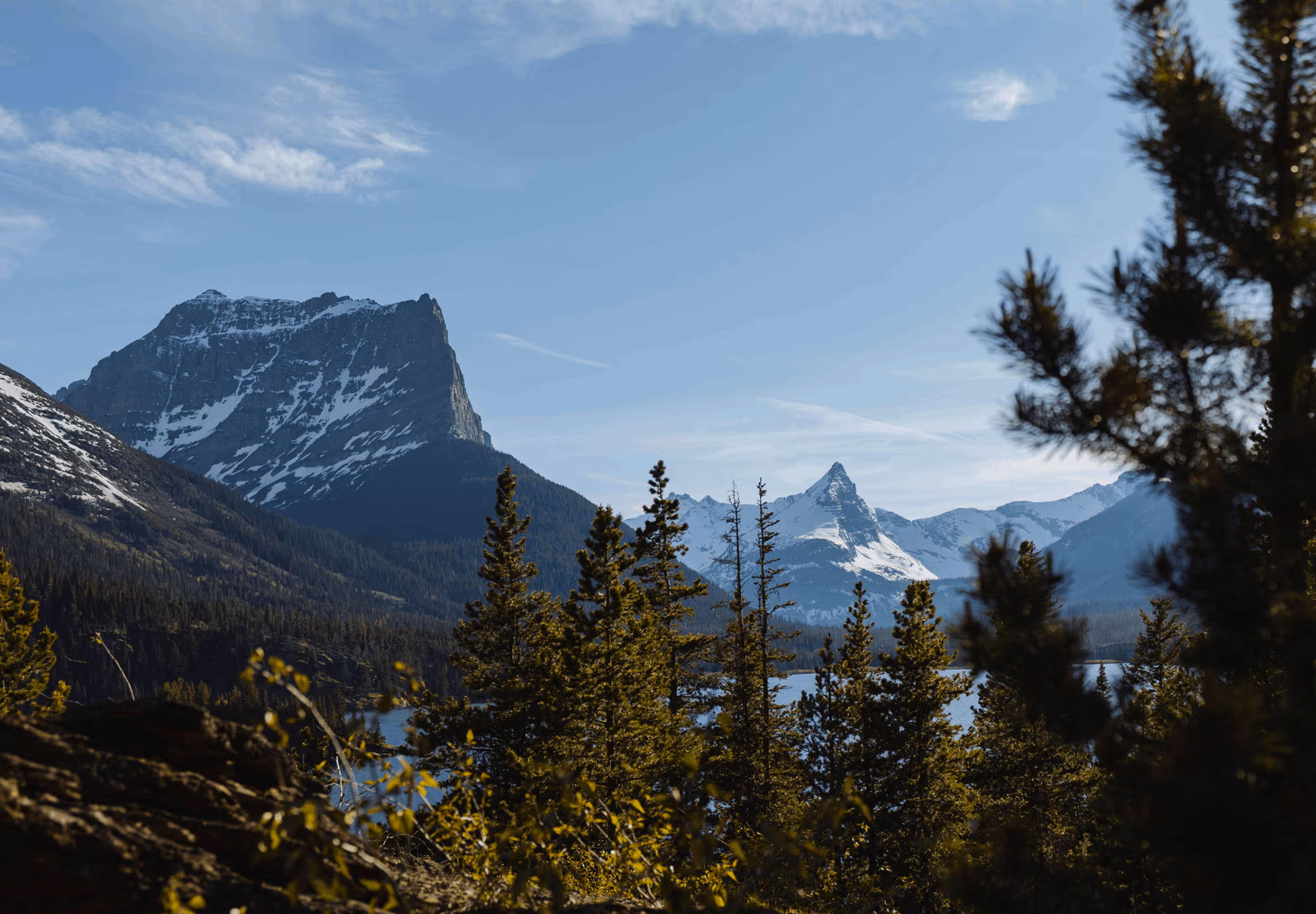 Snow-capped mountains behind a forest of evergreen trees under a clear blue sky.