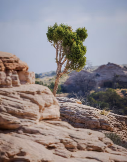 A small green tree growing alone on rocky terrain under a clear sky.