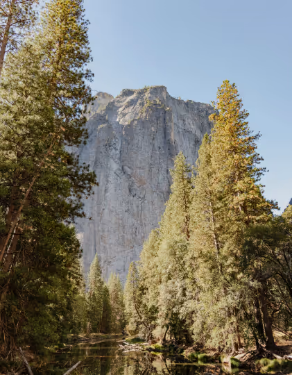 Tall granite cliff rising behind dense green pine trees under a clear blue sky.