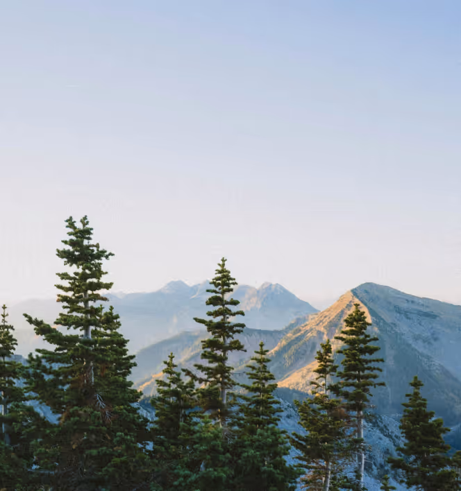Pine trees in the foreground with sunlit rocky mountains and a clear blue sky in the background.