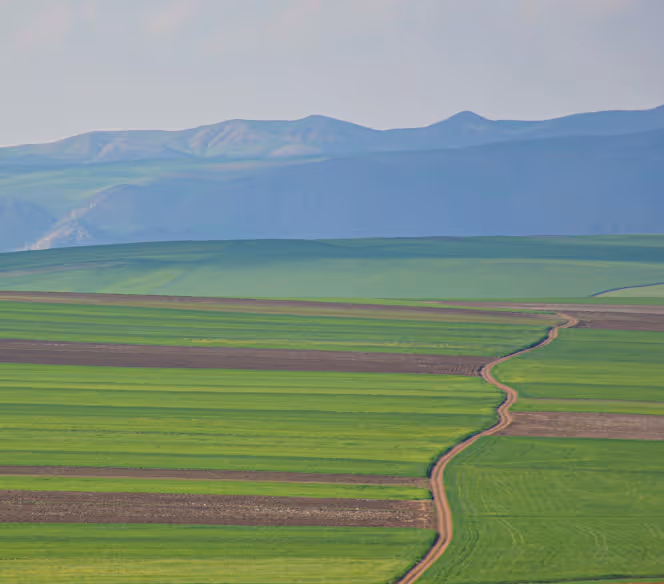 Green farmland with segmented fields divided by a winding dirt road, with distant blue mountains under a pale sky.