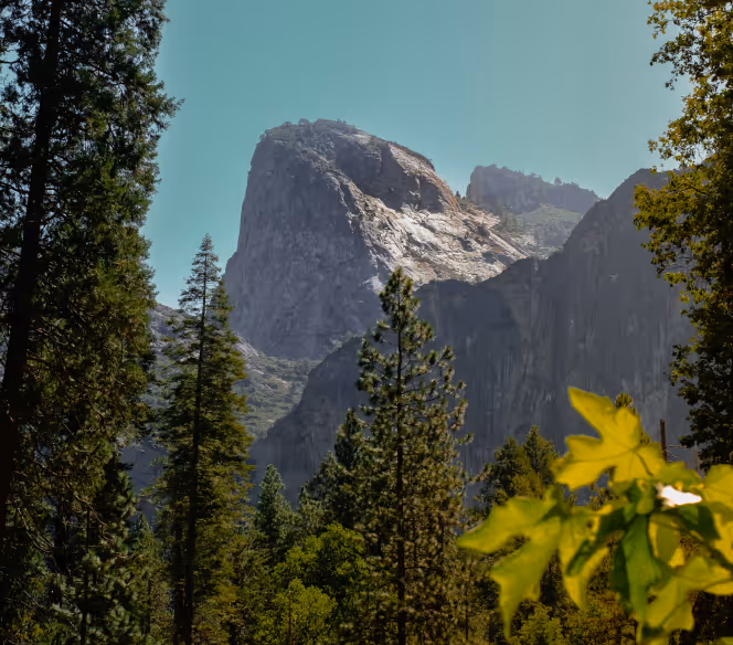 Mountain peak rising behind a dense forest of evergreen trees under a clear blue sky.
