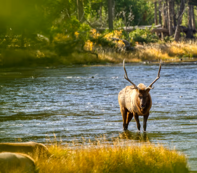 Elk standing in a shallow river surrounded by grassy banks and trees.