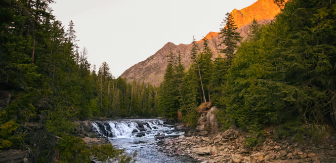 Mountain river flowing over small waterfalls surrounded by dense pine forest with sunlit mountain peaks in the background.