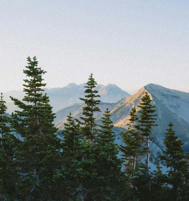 Evergreen trees in the foreground with mountain peaks illuminated by sunlight in the background under a clear sky.
