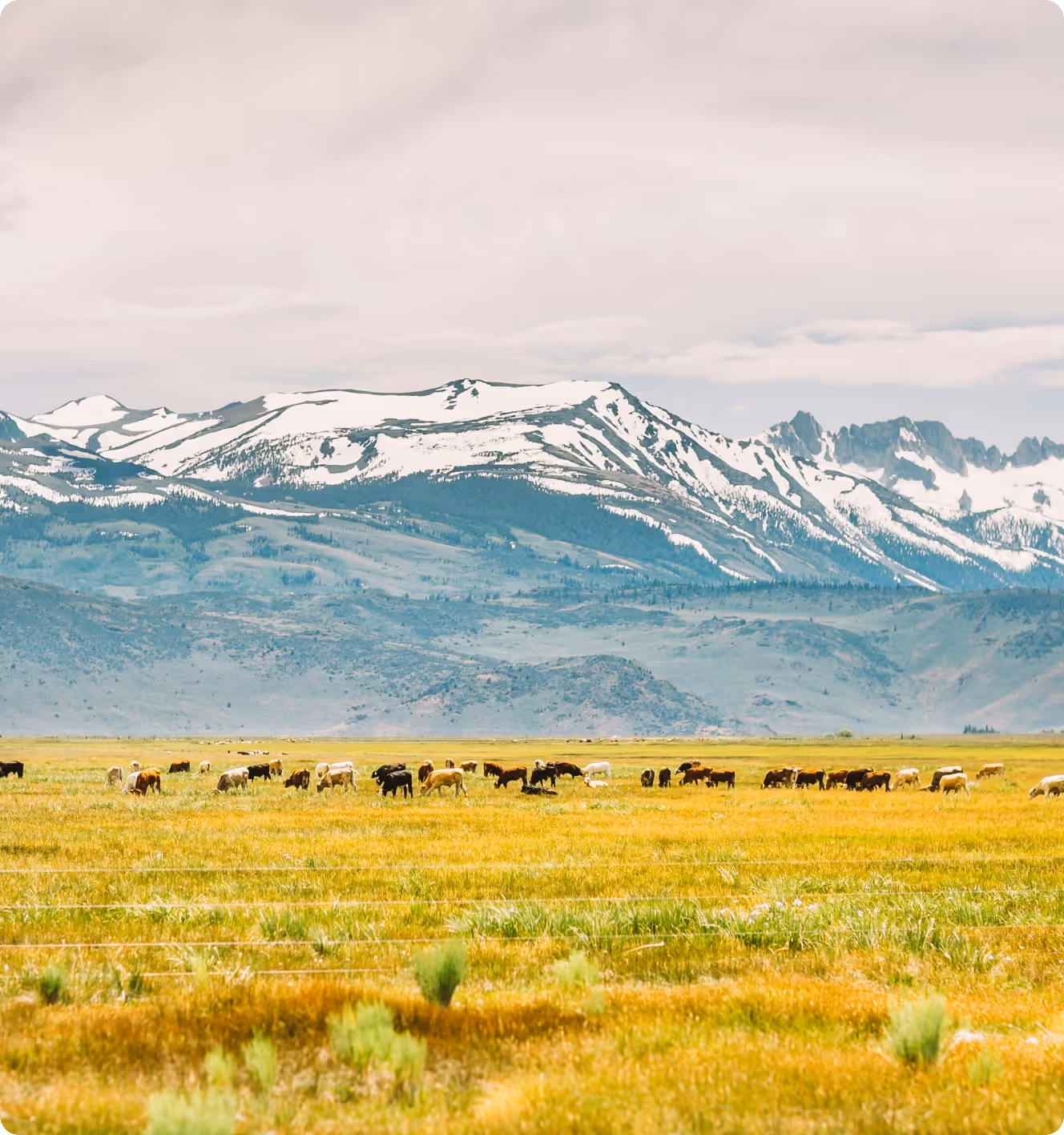 Herd of cows grazing on a vast yellow-green field with snow-capped mountains in the background under a cloudy sky.