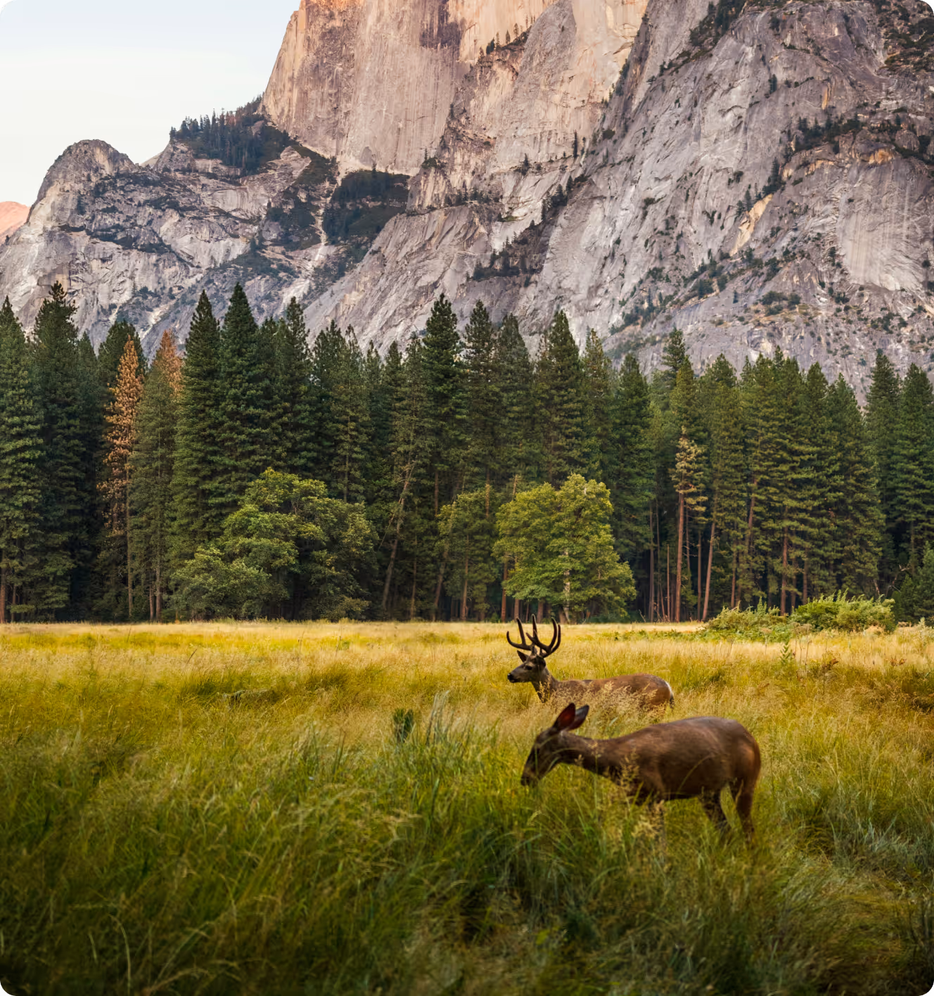 Two deer grazing in a grassy meadow with pine trees and rocky mountains in the background.
