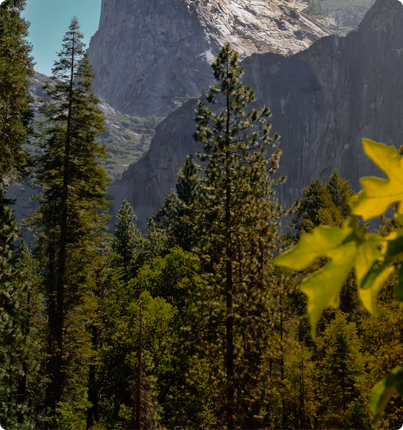 Dense forest with tall pine trees and rocky mountain cliffs in the background under a clear sky.