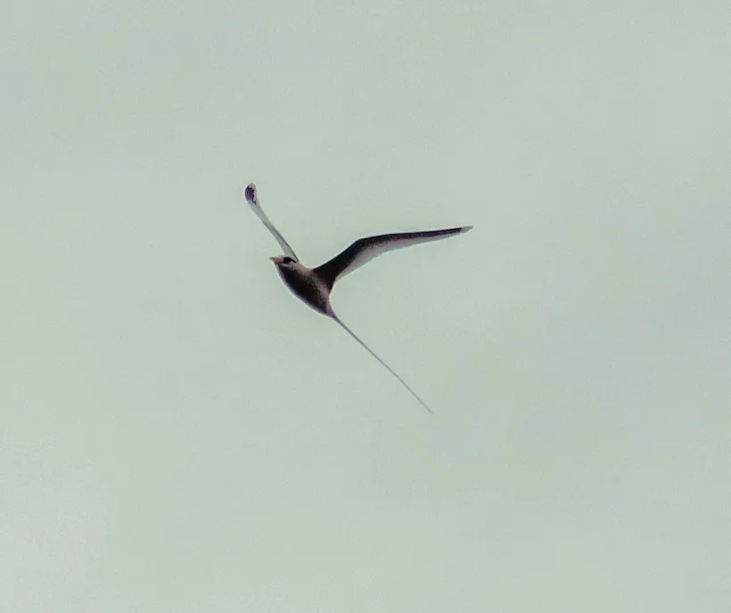 Paille-en-queue en vol dans un ciel clair