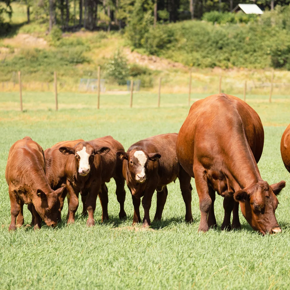 The cows at the Salmo River Ranch. The Farm that hosts the Annual Shambhala Music Festival