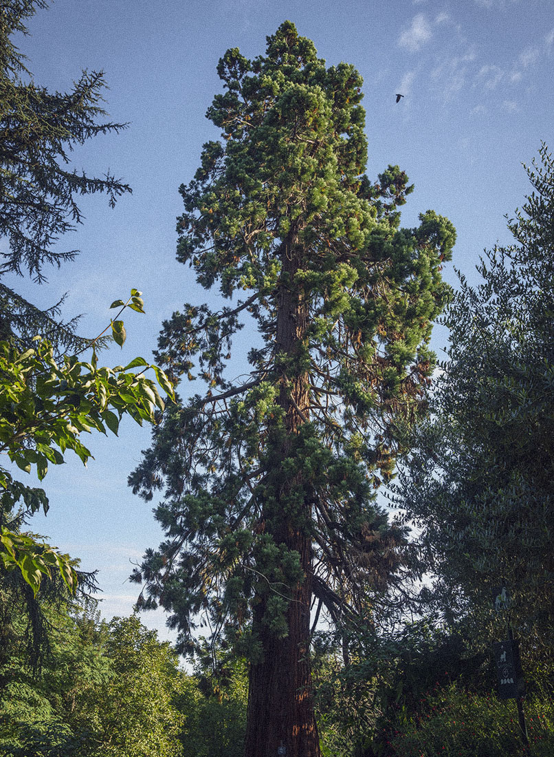 Vue d'un grand séquoi, arbre centenaire remarquable au coeur du domaine du Château des Forges, classé espace boisé remarquable