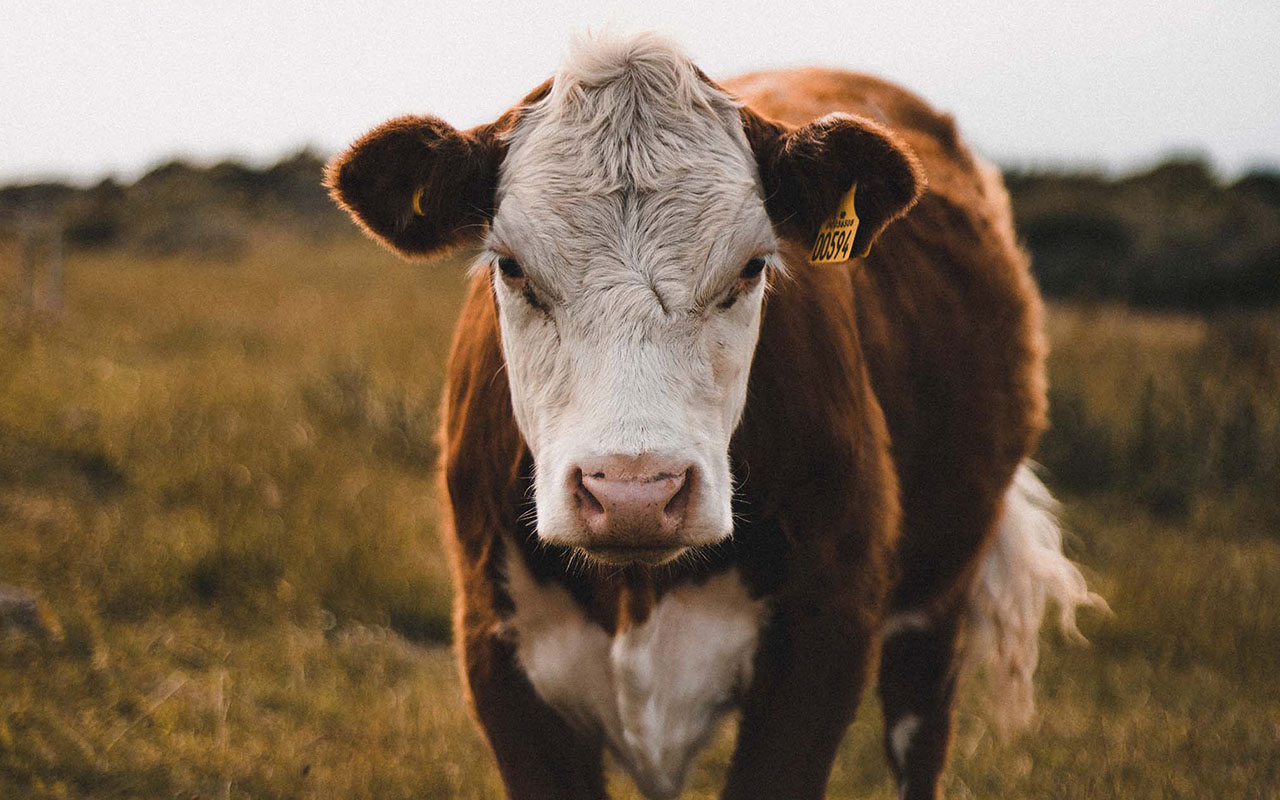 Eine Kuh, mit einem bösen Blick als Zeichen für schlechte Behandlung der Tiere in der Massentierhaltung