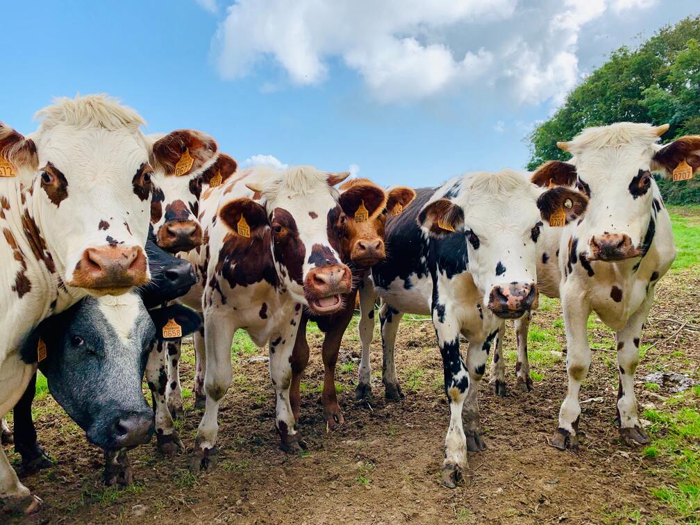 Wirklich vegan? Das SFT Magazin klärt auf
