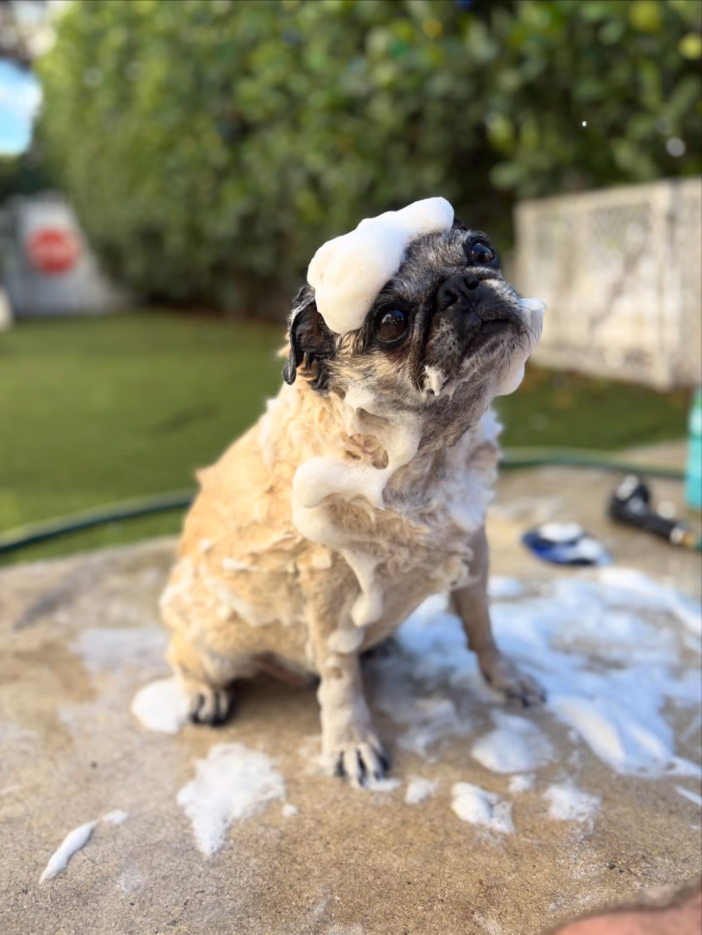 A pug being bathed and covered in bubble foam in a yard.
