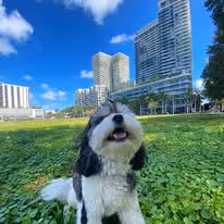 A black and white shih tzu dog sitting in grass with a city in the background.