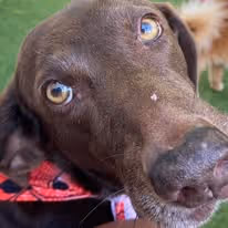 A brown Labrador looking dog closely facing the camera with a red scarf on its neck.