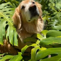 A golden retriever dog surrounded by plant leaves.
