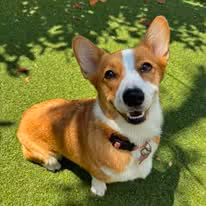 A corgi dog sitting on a grass floor.