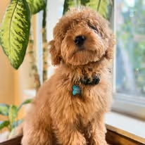 A fluffy brown puppy sitting by a bright window with a plant in the background.
