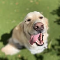 A golden retriever looking happily into the camera while sitting on a grass floor.