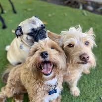 3 small dogs close together, all light shades of brown. Two are fluffy and one is a pug with a short coat. They are sitting on a grass floor.