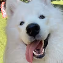 The close up of a happy white samoyed dog looking at the camera.