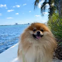 A brown Pomeranian dog sitting with a view of the ocean on one side and some trees and plants on the other side.