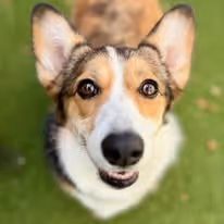 A close up of the face of a brown, white, and black corgi that is looking into the camera while on a grass floor.