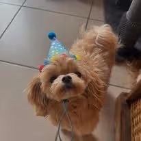 A cute brown puppy with a blue party hat.