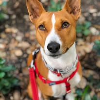 A brown and white dog with a red harness that is sitting on some dirt and leaves.