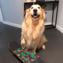 A golden retriever dog that is putting its paw on a skateboard while sitting in an indoor room.