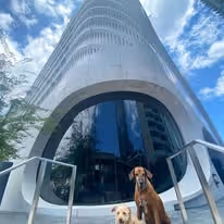 Two dogs, one tall and brown and one short and light brown, sitting in front of a really tall building that reaches the sky.
