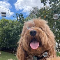 A fluffy brown dog with bubbles around it and a background consisting of bushes and grass.