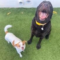 A standing small white and light brown dog and a sitting big dark brown dog on a grass floor.