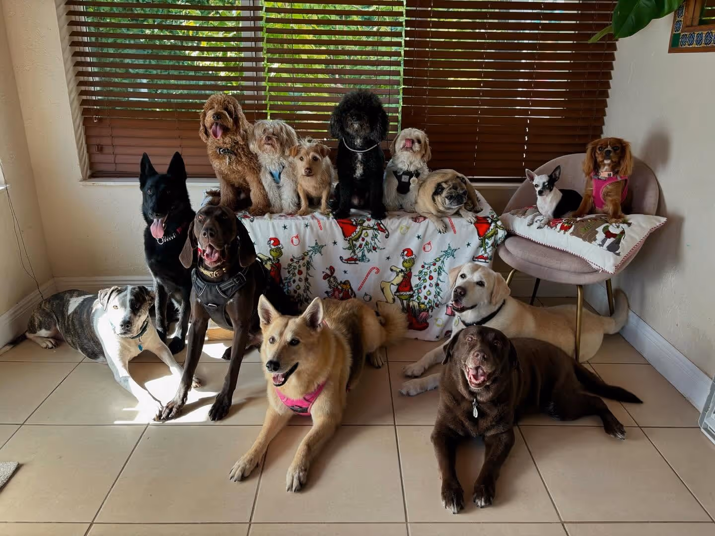 A group photo of many different dog breeds in a room with a window behind them.