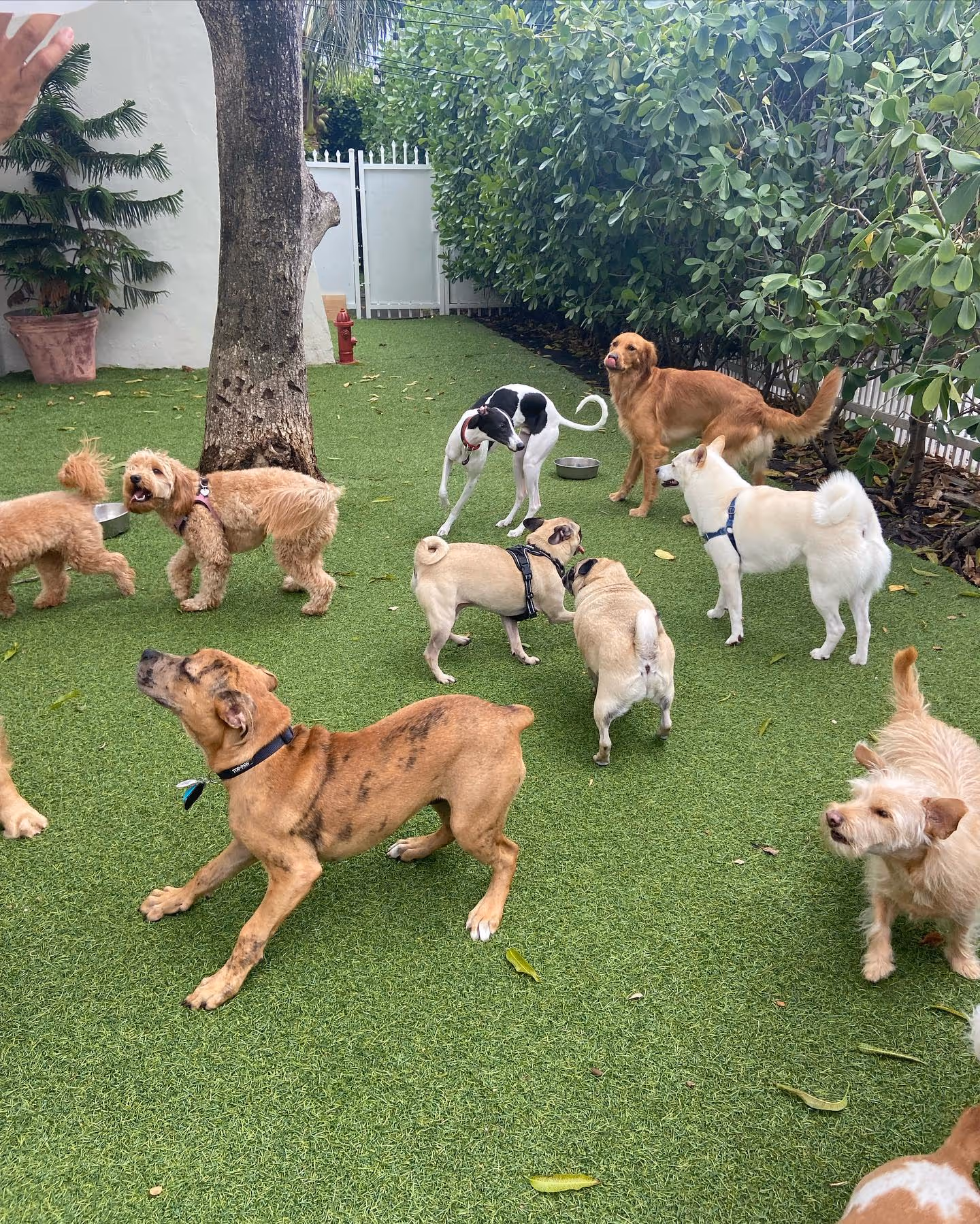 A group of many different dog breeds playing and running around in a yard.
