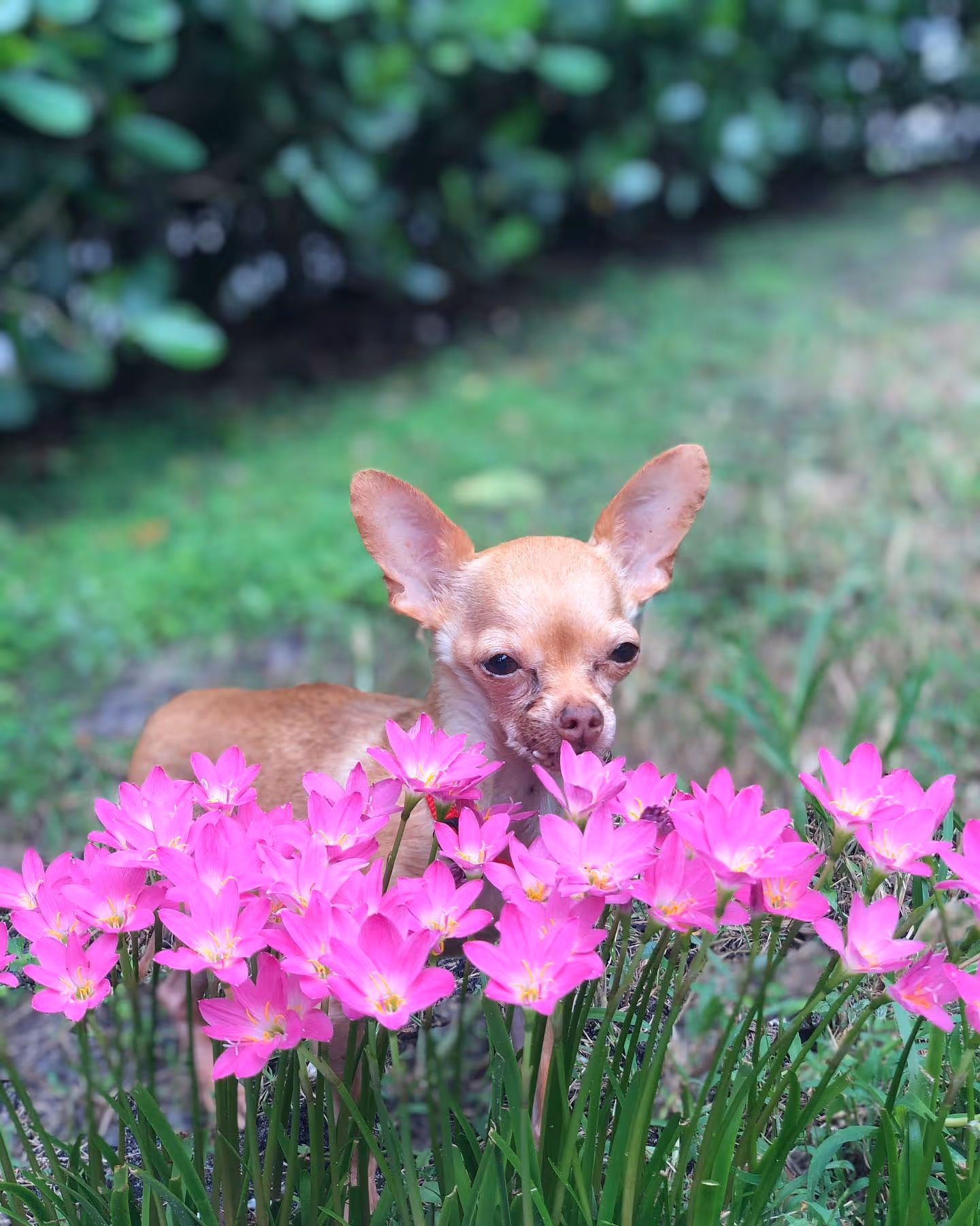 A Chihuahua dog in a grassy field with bushes in the back smelling some pink flowers.