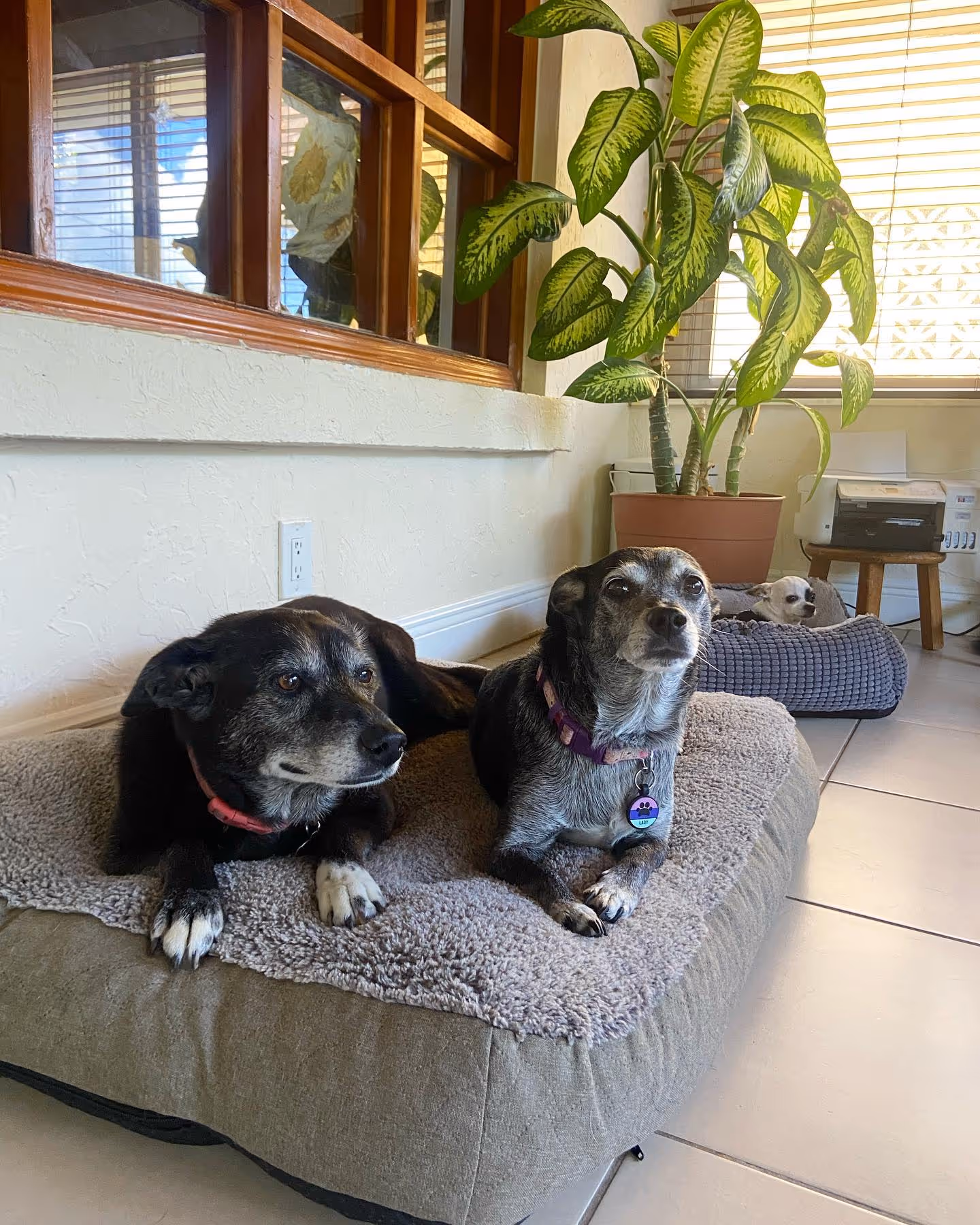 Two grey dogs laying on a dog bed and one grey dog laying on a different dog bed in the back. They are by a window and a big green plant.