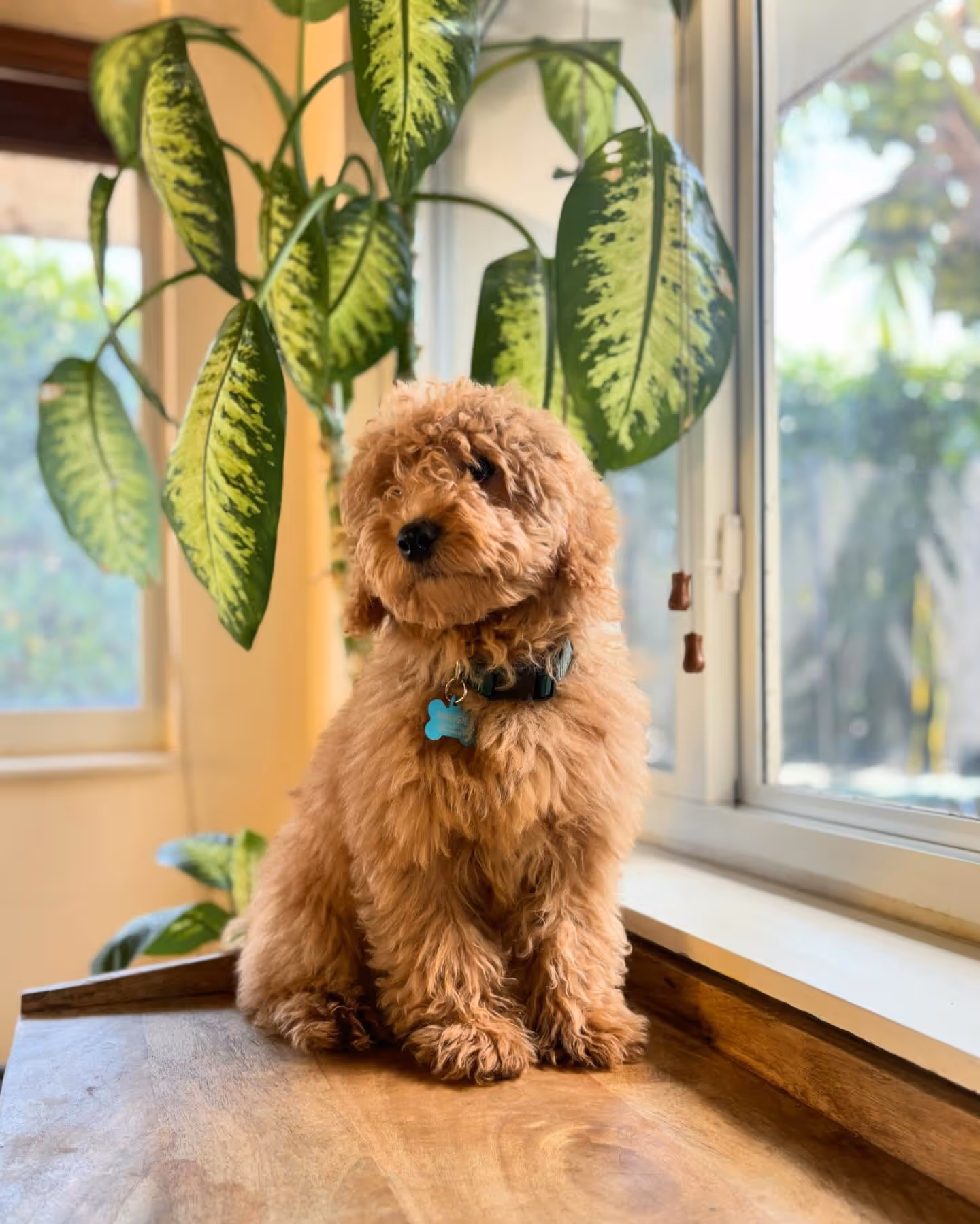 A cute, fluffy brown puppy sitting by a bright window with a big, green plant behind the puppy.