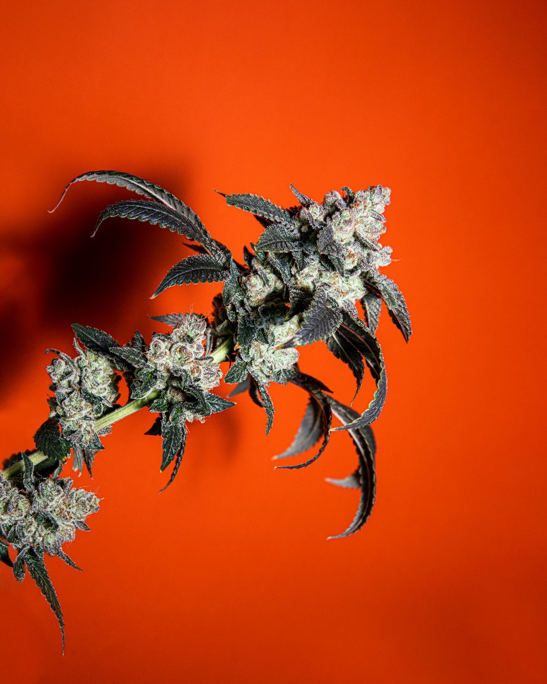 Tantrum Agency CAMP branding connecting cannabis products with an active outdoor lifestyle