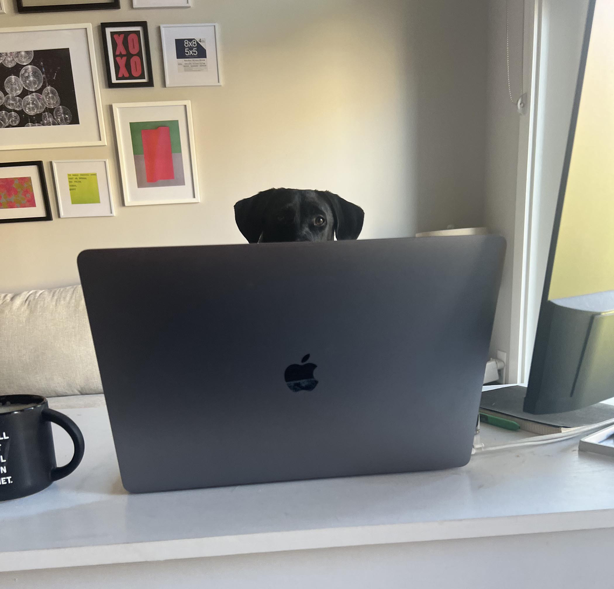 Tantrum Agency team member Winnie dog during a candid creative agency moment