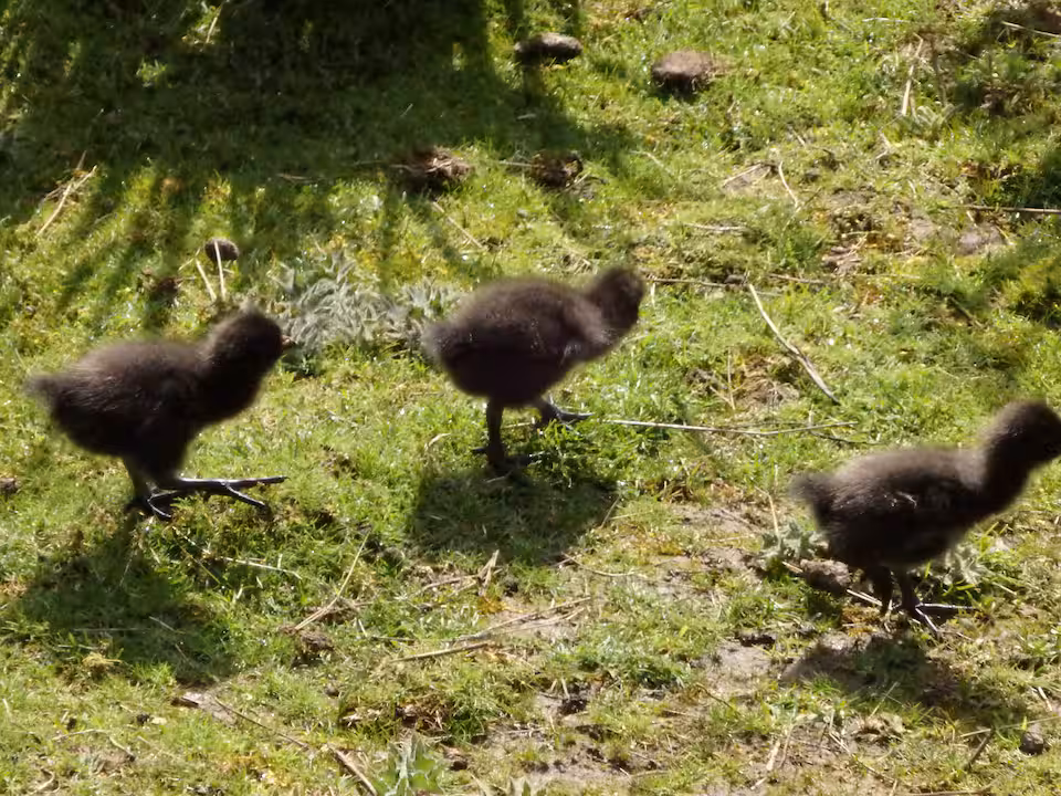 Native hen chicks on the lawn